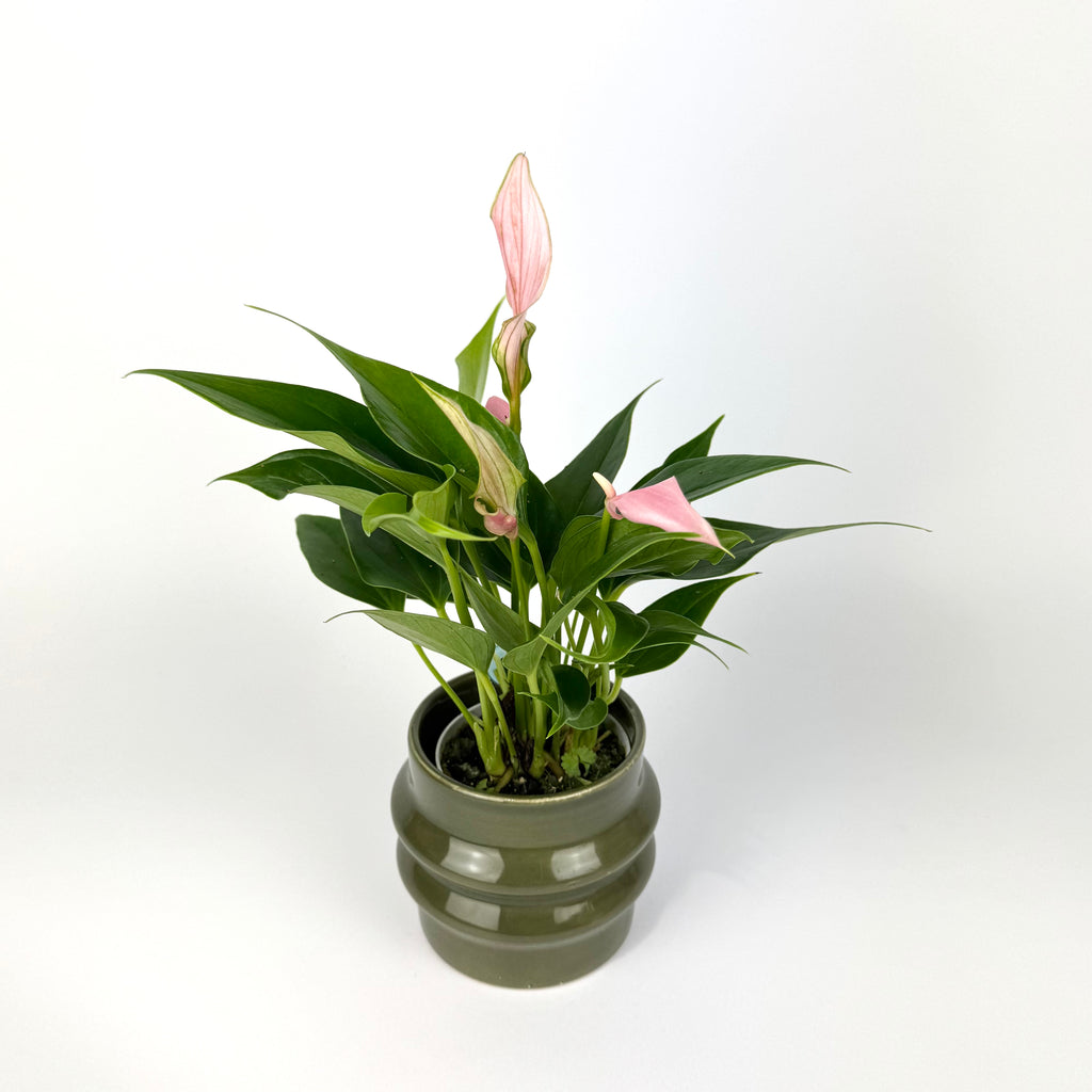 Anthurium with pot 7cm Houseplant