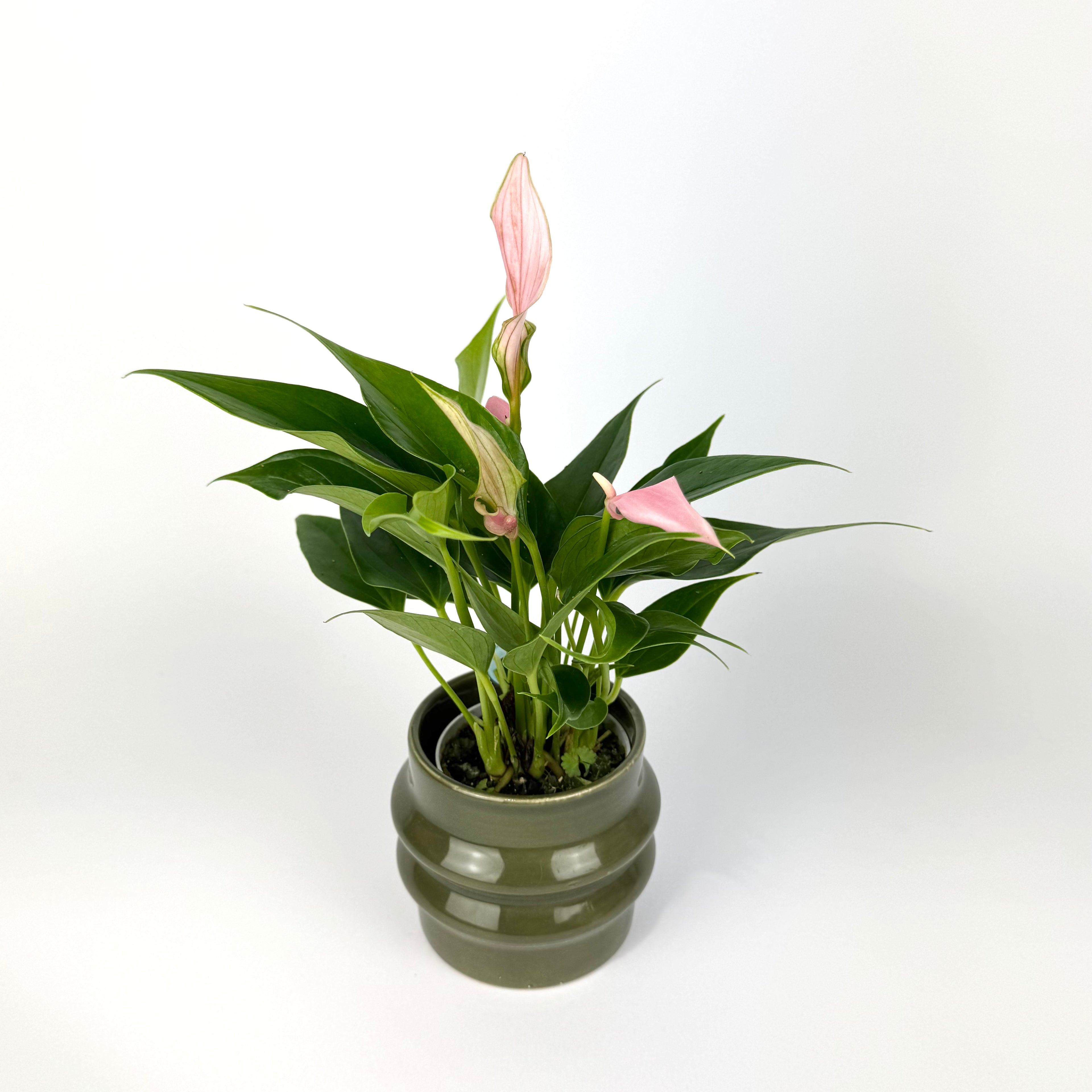 Anthurium with pot 7cm Houseplant
