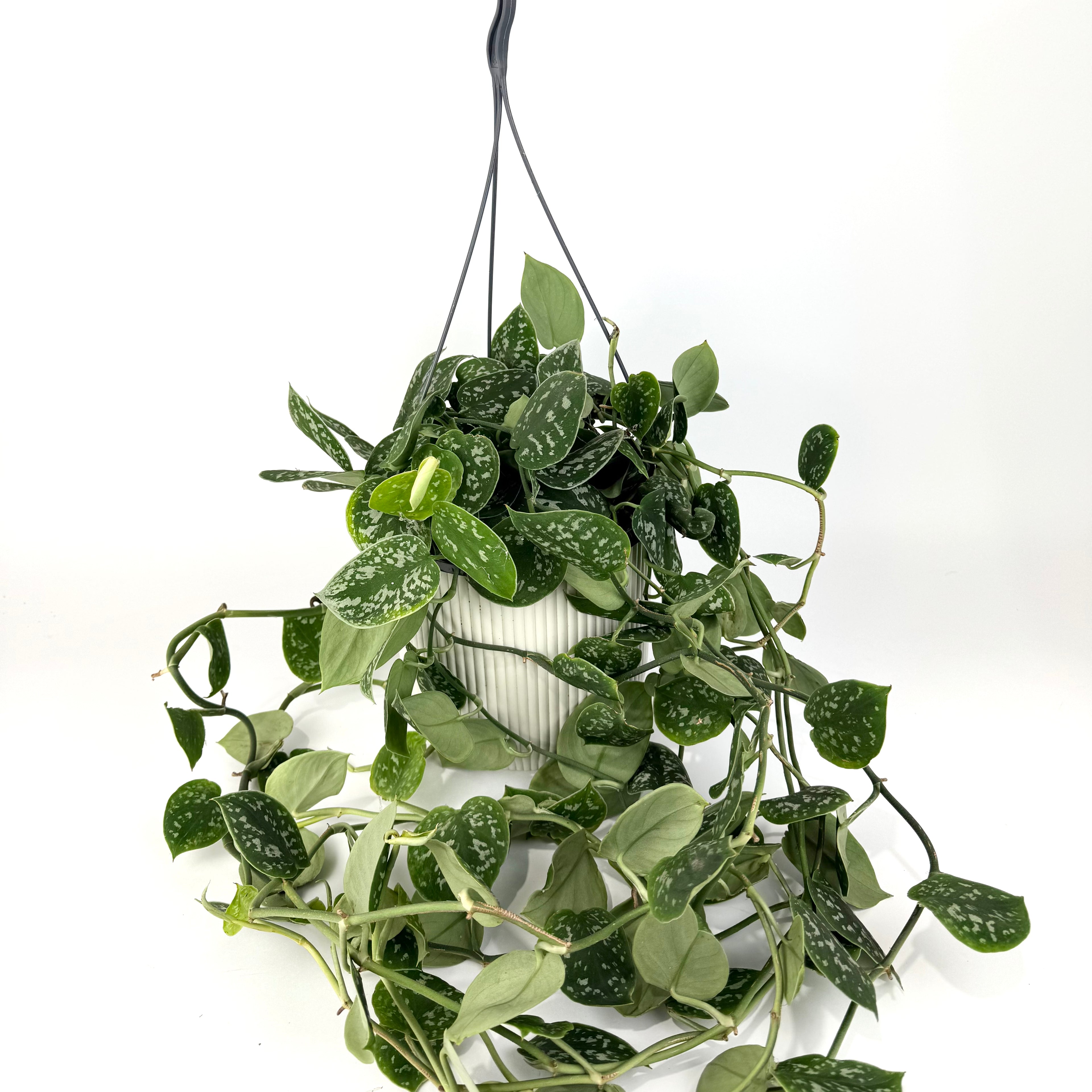 Satin Pothos Houseplant 17cm