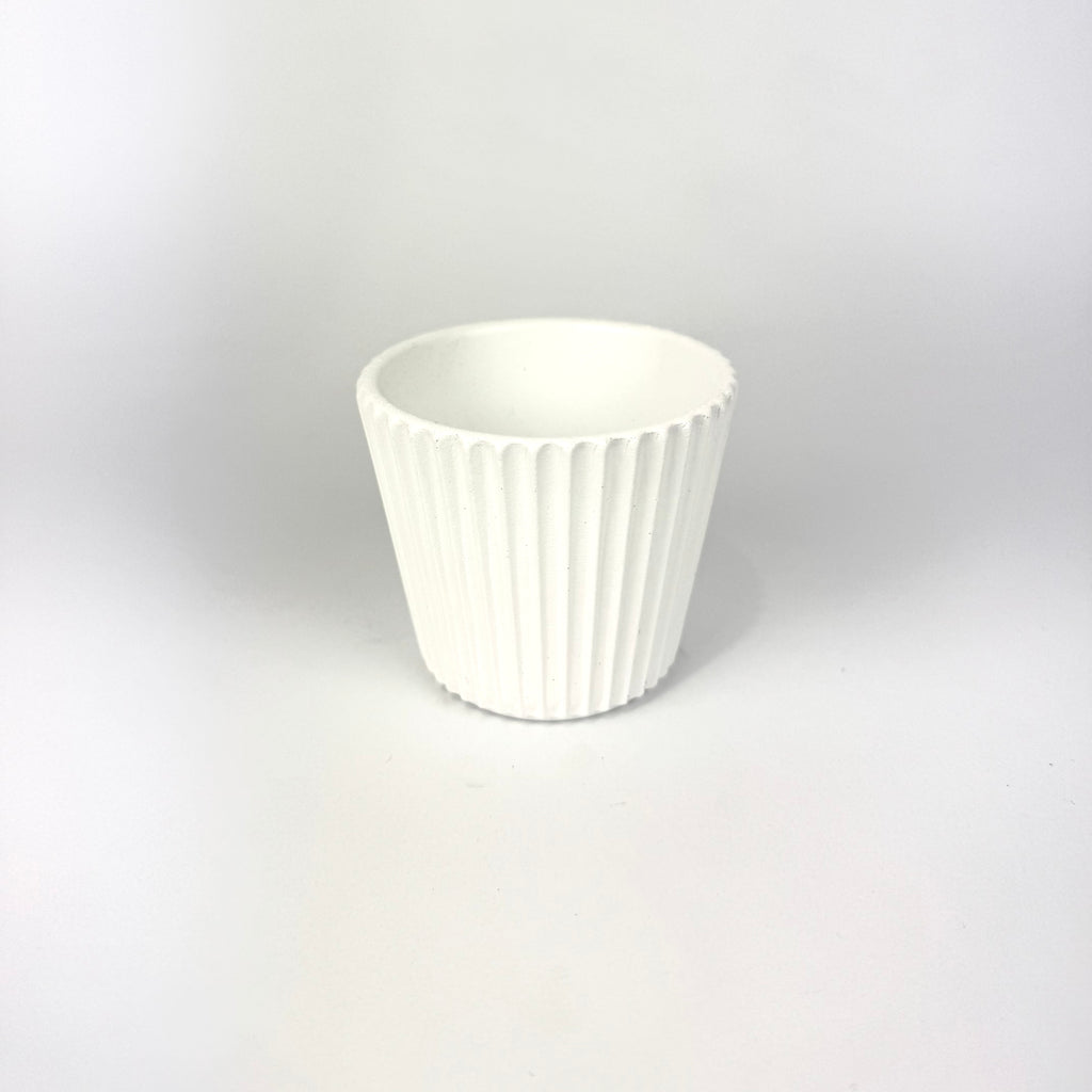 Desk Buddy Plant & Pot Bundle