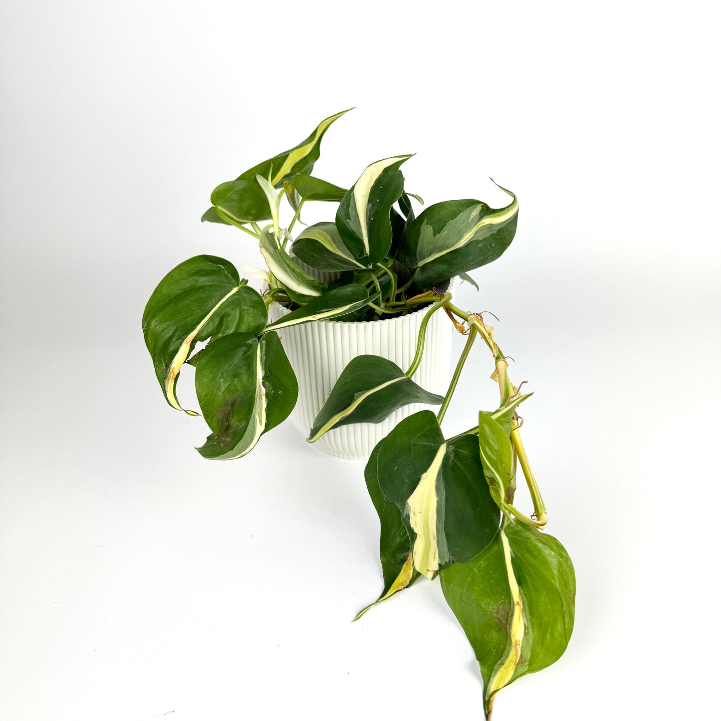 Philodendron Core Silver Stripe 12cm Pot size Houseplant