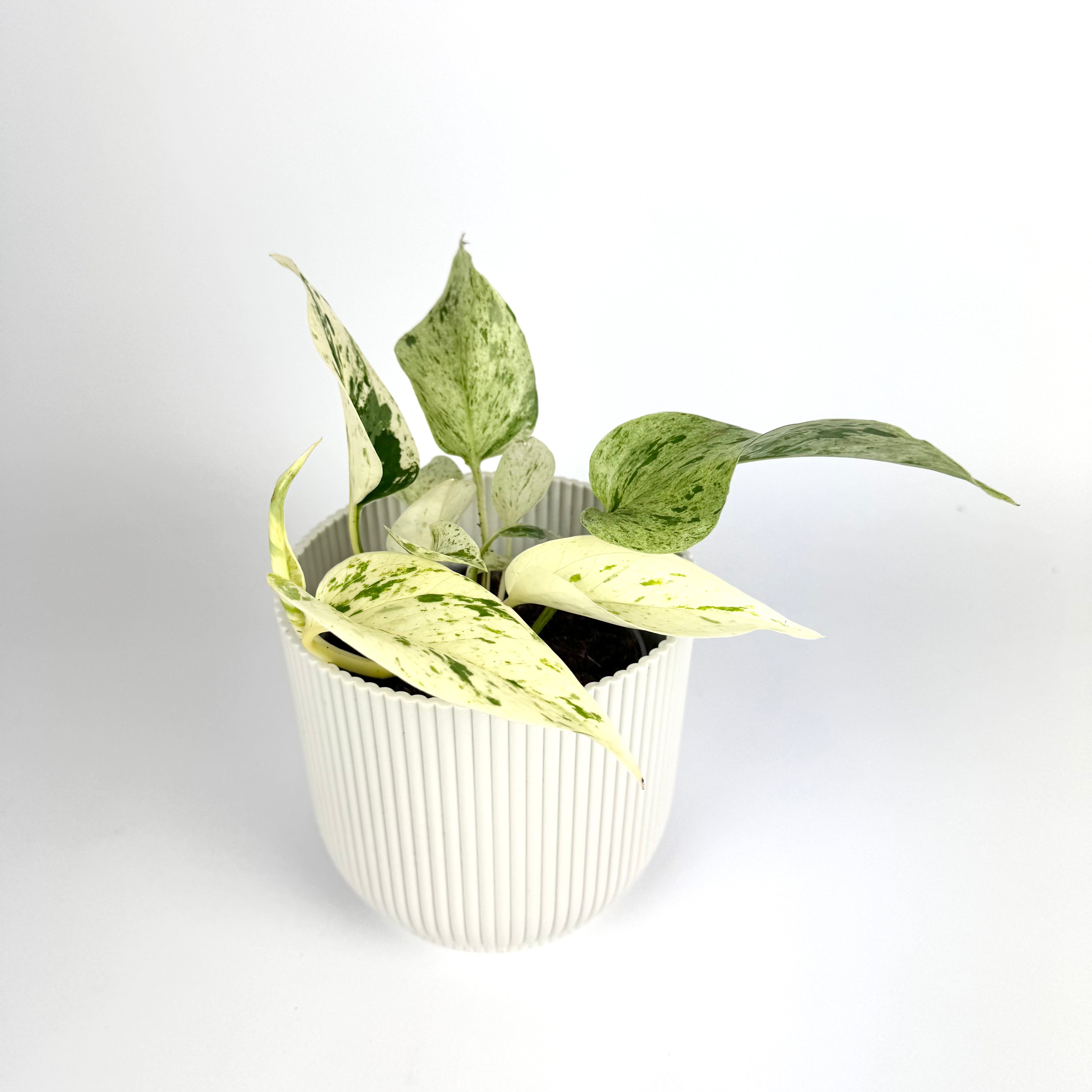 Epipremnum Pinnatum Snow Lady 12cm Pot Size Houseplant
