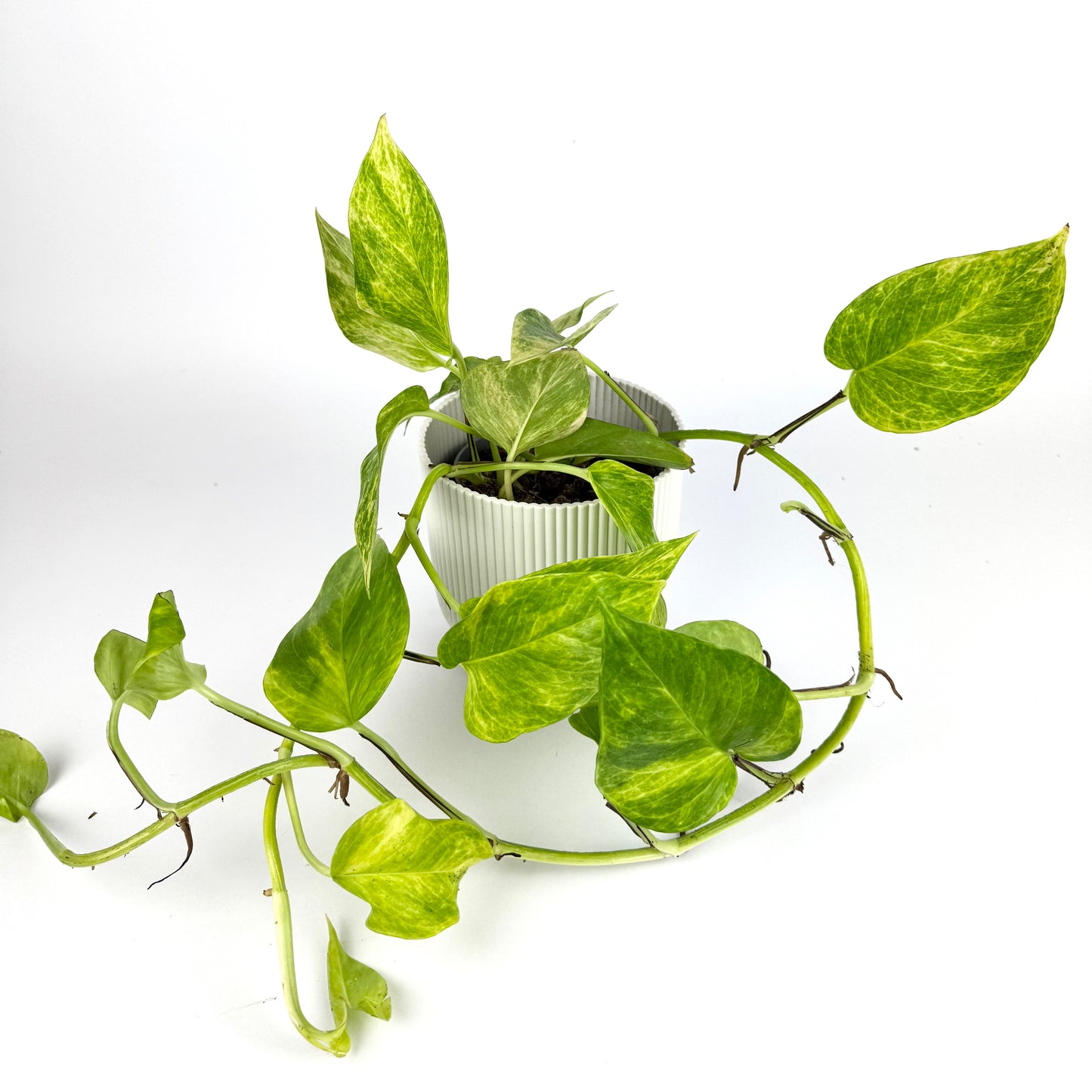 Epipremnum Pinnatum Neon Queen 12cm Pot Size Houseplant