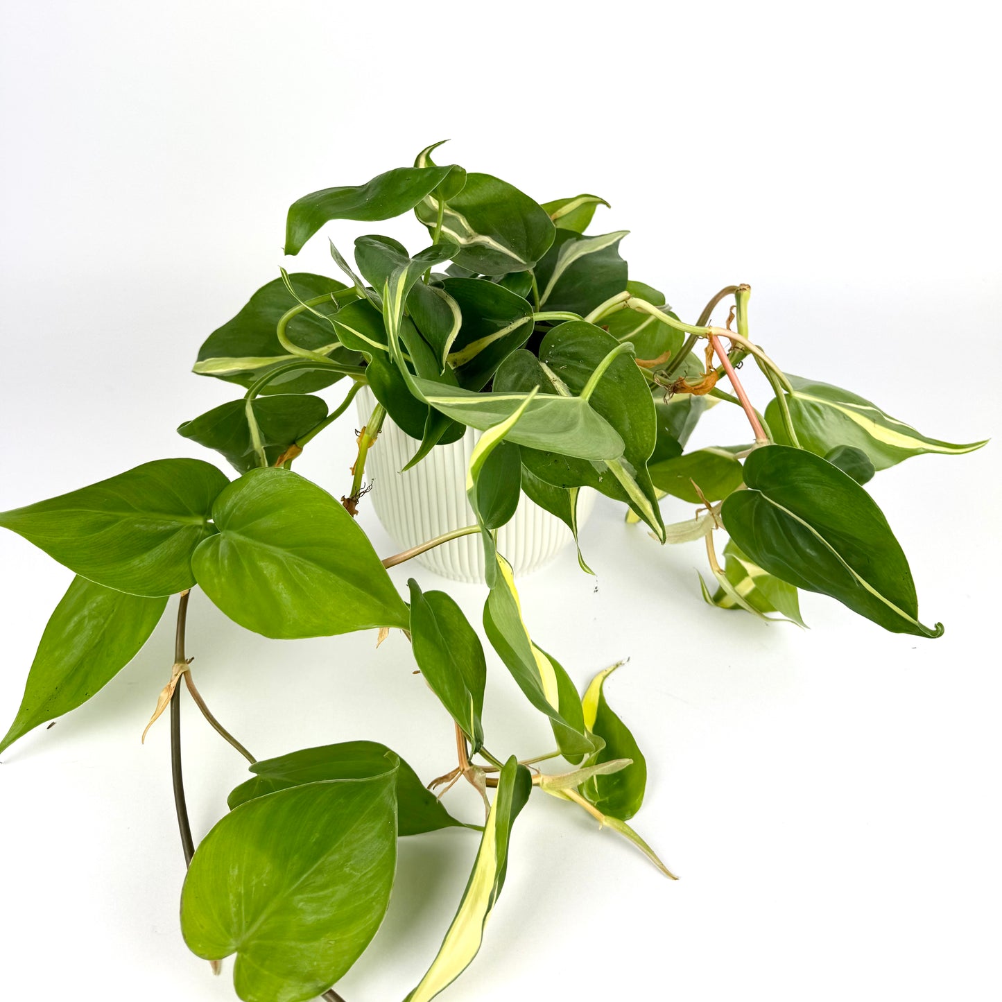 Philodendron Rio 12cm Pot size Houseplant