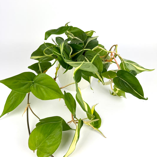 Philodendron Rio 12cm Pot size Houseplant