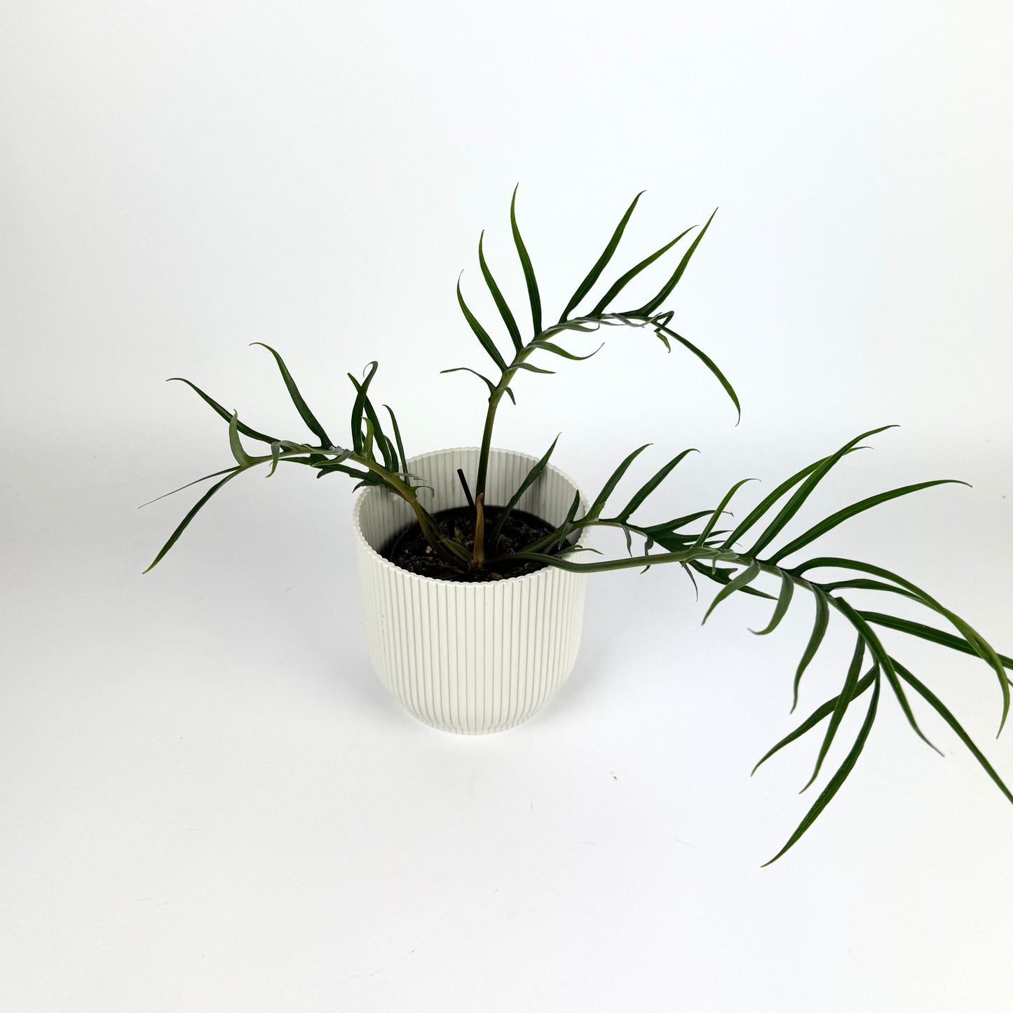 Philodendron Bipinnatifidum Tortum 12cm Pot size Houseplant