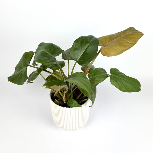 Philodendron Summer Glory 12cm Potsize Houseplant