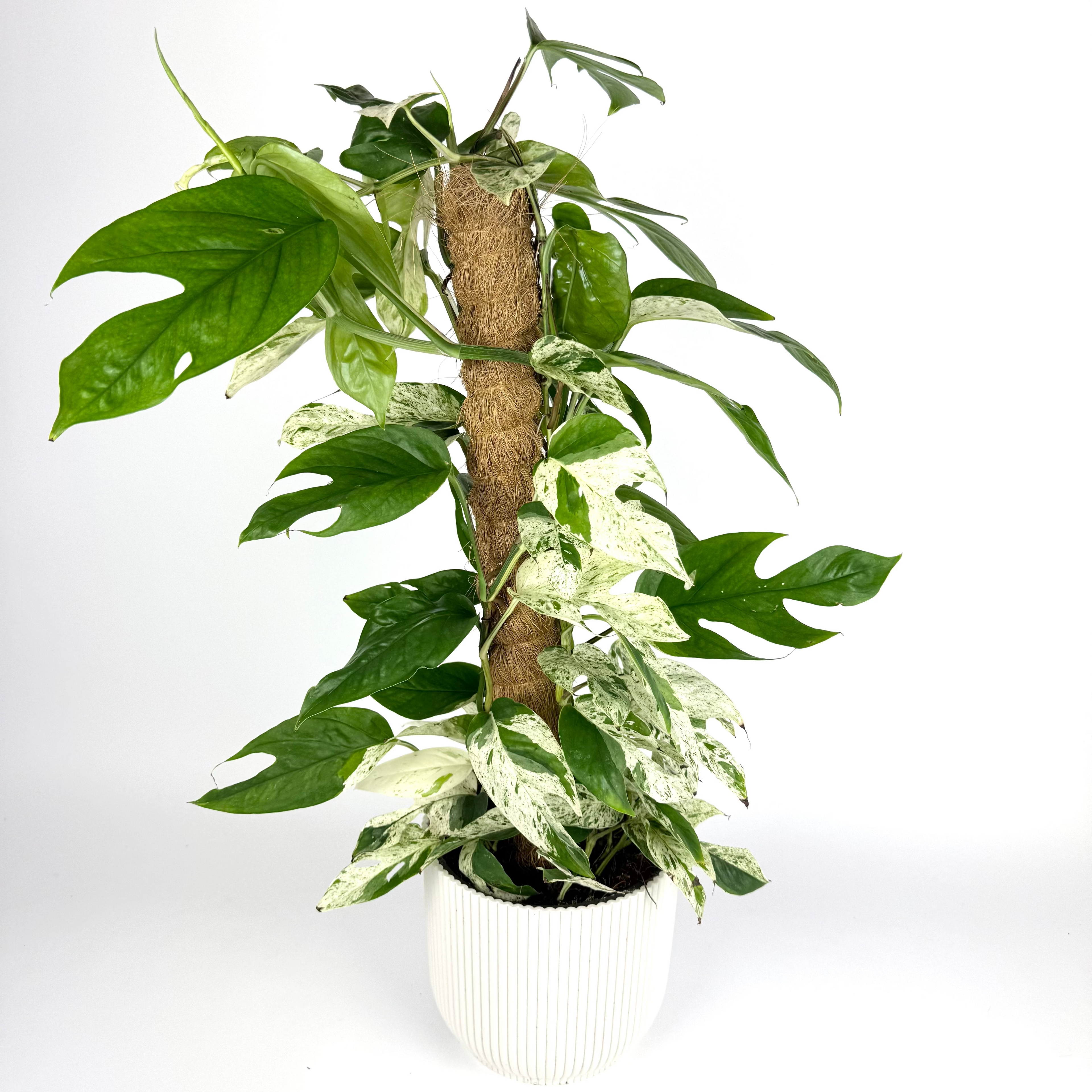 Epipremnum Pinnatum Variegata Mosspole 17cm Pot Size Houseplant