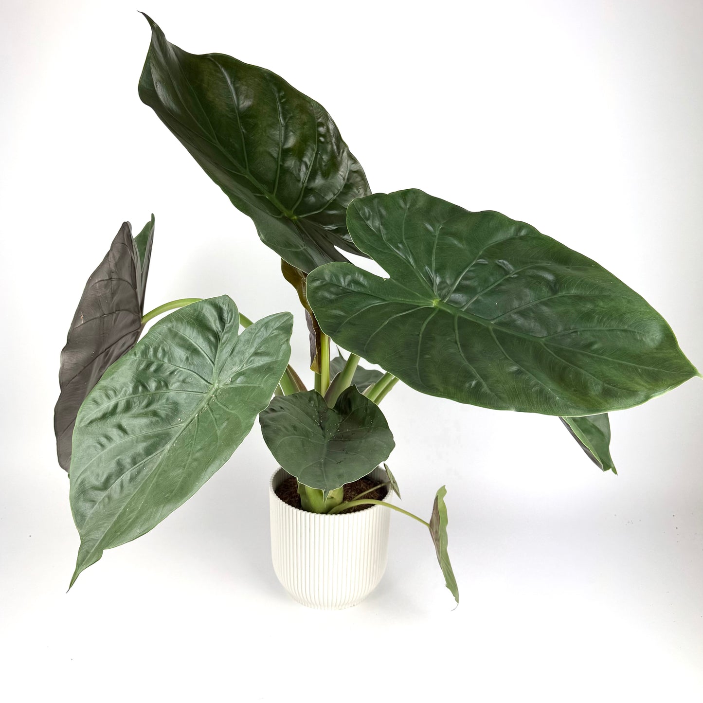 Large Alocasia Wentii 17cm Pot Size Houseplant
