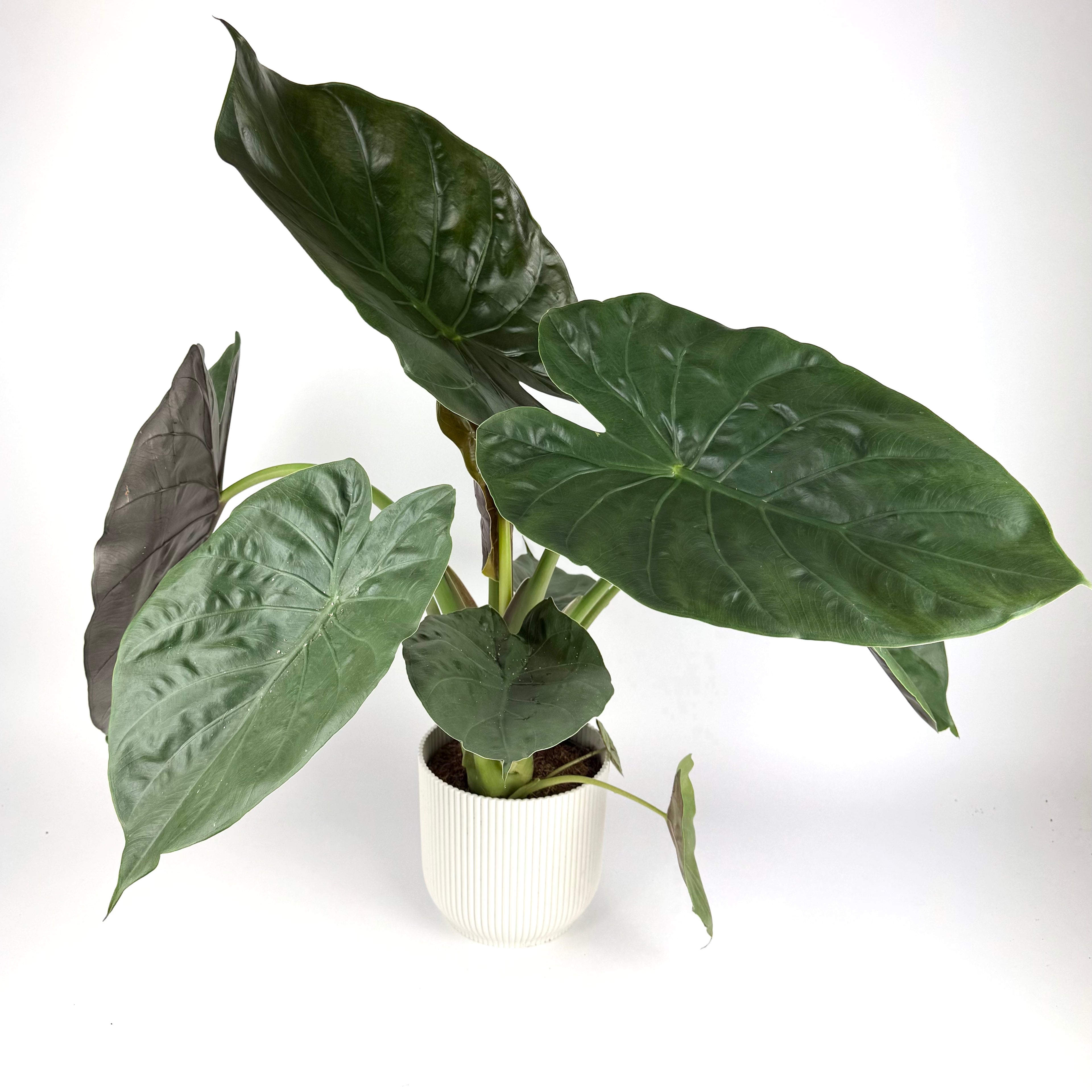 Large Alocasia Wentii 17cm Pot Size Houseplant