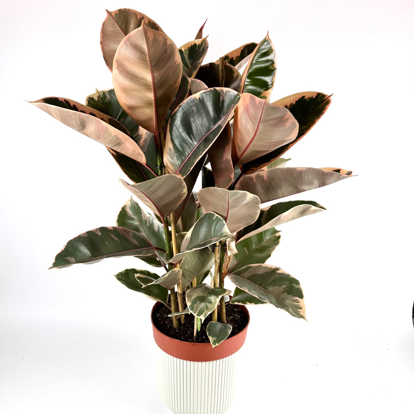 Large Rubber Belize 24cm Pot Size Houseplant