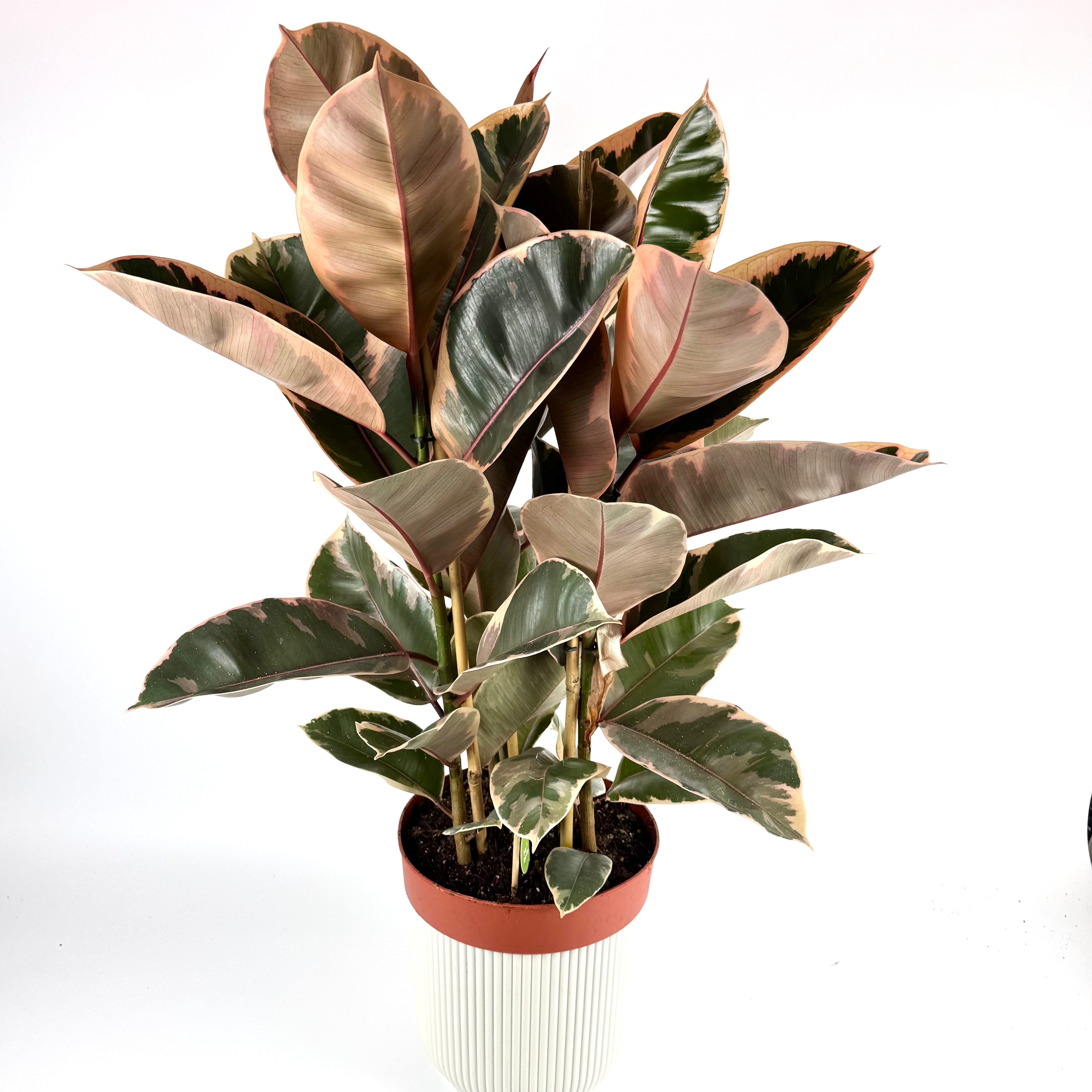 Large Rubber Belize 24cm Pot Size Houseplant