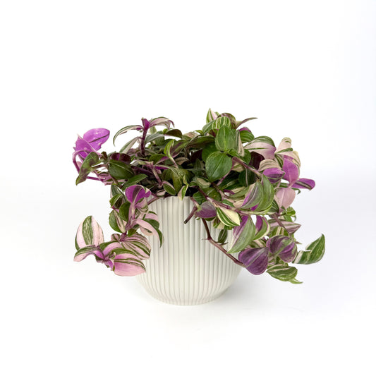 Tradescantia Quadricolor 12cm Pot Size Houseplant