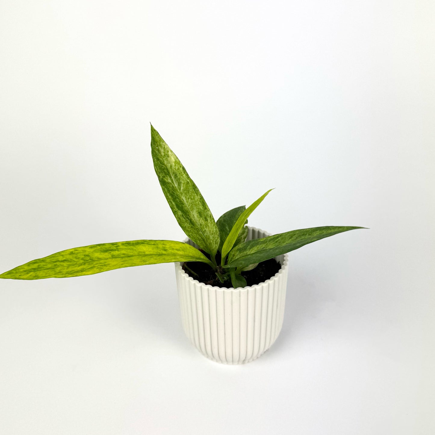 Mini Anthurium Vittarifolium Variegated 6cm Pot Size Houseplant
