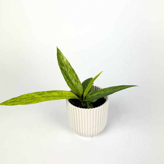 Mini Anthurium Vittarifolium Variegated 6cm Pot Size Houseplant