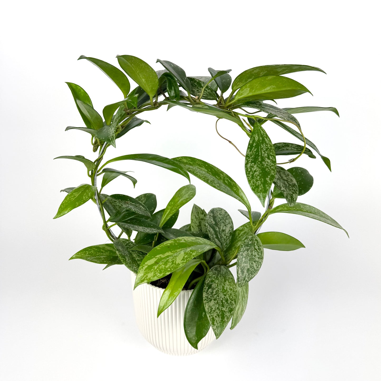 Hoya silverspot on ring Houseplant