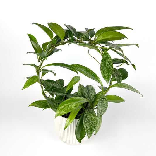 Hoya silverspot on ring Houseplant