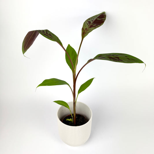 Musa Acuminata Zebra 10.5cm Pot Size Houseplant