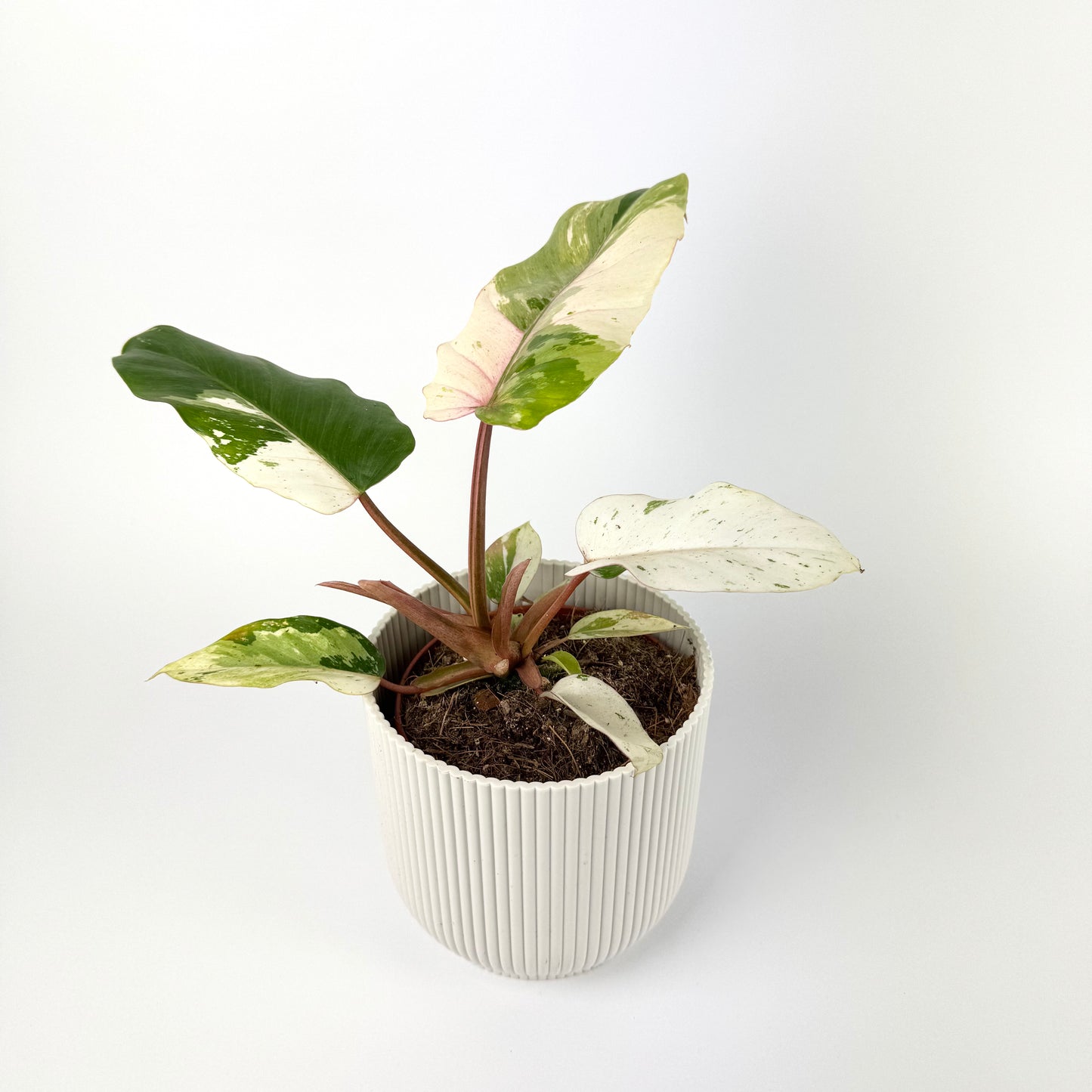 Philodendron Snowdrift Variegated 12cm Houseplant