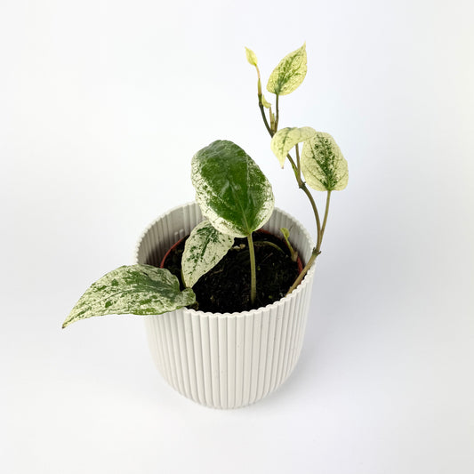 Piper Macropiper Variegata 9cm Houseplant