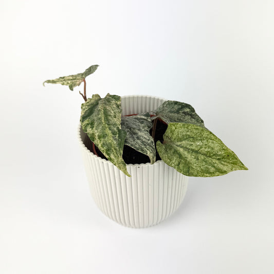 Piper Sylvaticum Variegata 9cm Houseplant