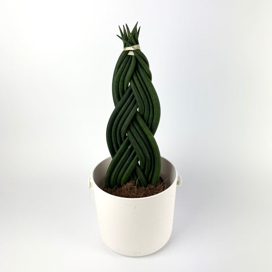 Sanseveria Cylindrical Braid 14cm Houseplant