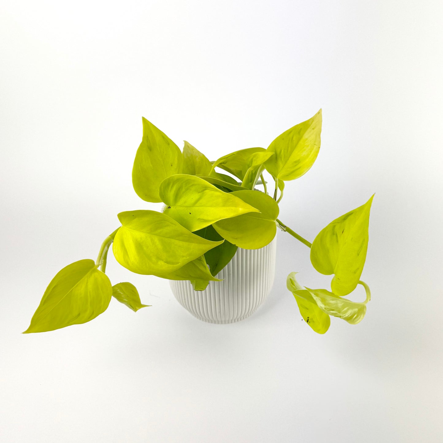 Epipremnum Champs Elysees 12cm Houseplant