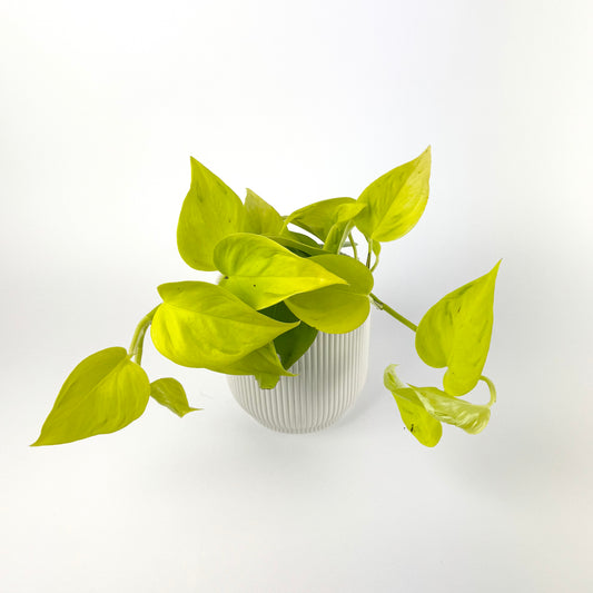 Epipremnum Champs Elysees 12cm Houseplant