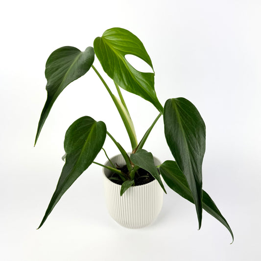 Monstera Burle Marx Flame 12cm Houseplant