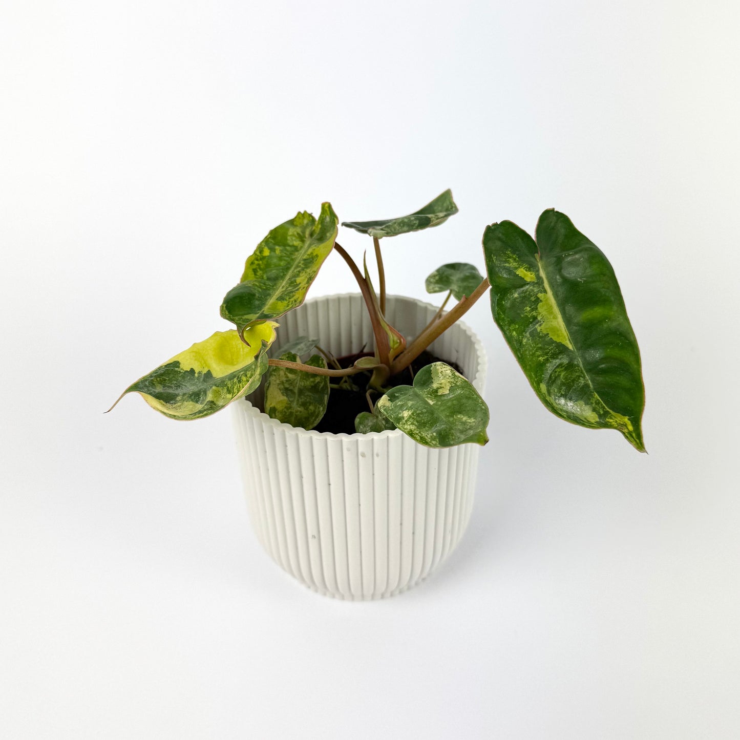 Philodendron Billietiae Variegata 7cm Houseplant