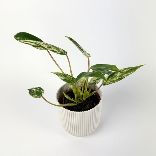 Philodendron Emerald Queen Variegata 9cm Houseplant