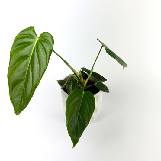 Philodendron Esmeraldense 12cm Houseplant