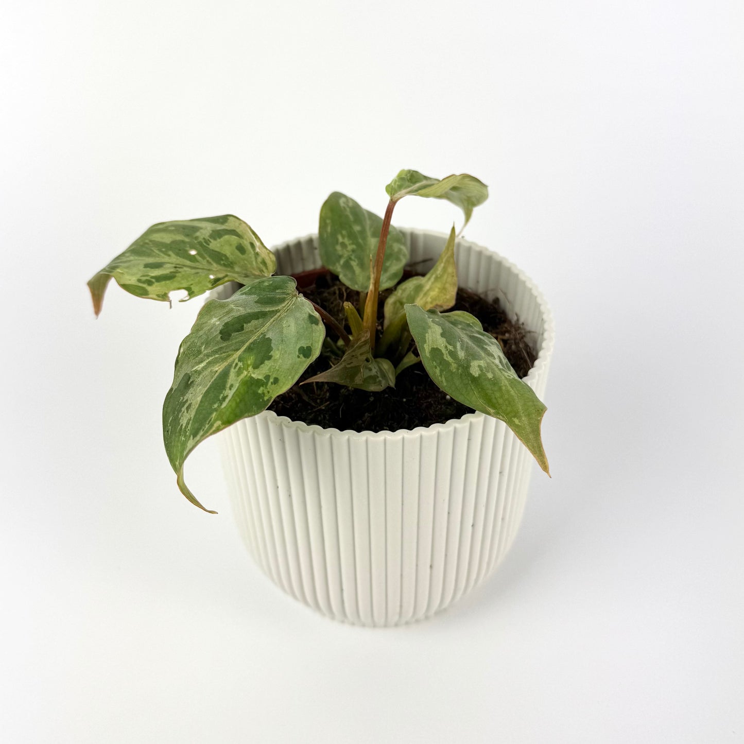 Philodendron Gloriosum Snow Leopard 10.5cm Houseplant