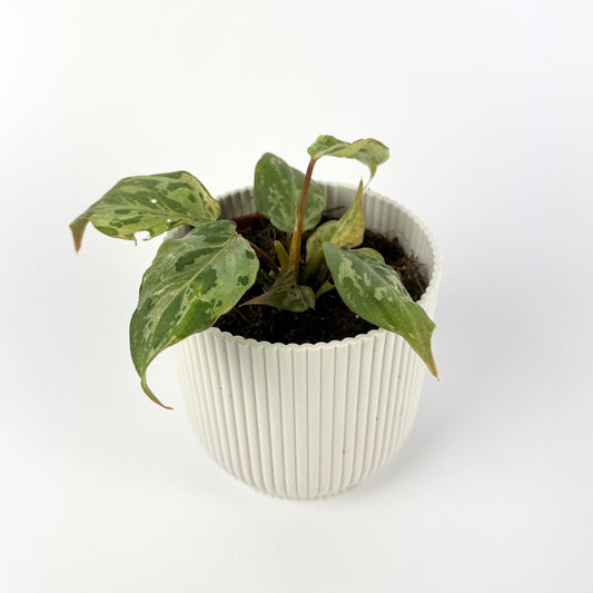 Philodendron Gloriosum Snow Leopard 10.5cm Houseplant