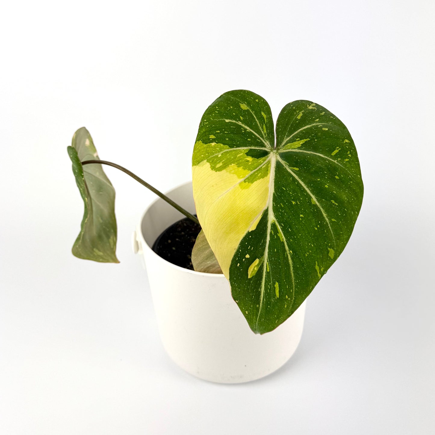 Philodendron Gloriosum Variegated 14cm Houseplant