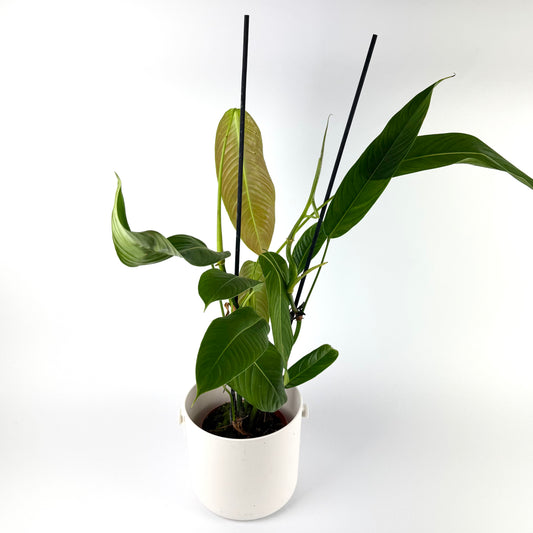 Philodendron Heterocraspedon 14cm Houseplant