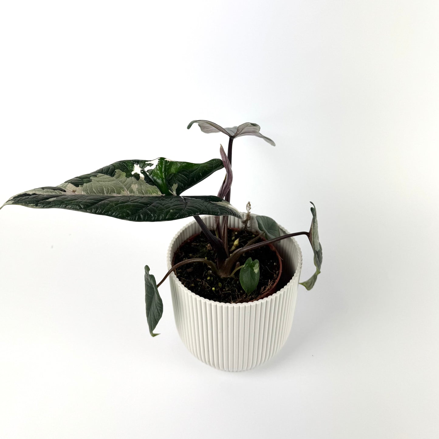 Alocasia Scalprum Variegated 12cm Houseplant