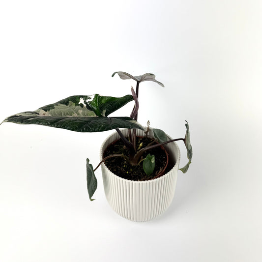 Alocasia Scalprum Variegated 12cm Houseplant