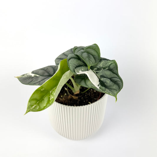Alocasia Silver Dragon Albo Variegated 12cm Houseplant