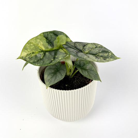 Alocasia Silver Dragon Variegated Aurea 12cm Houseplant