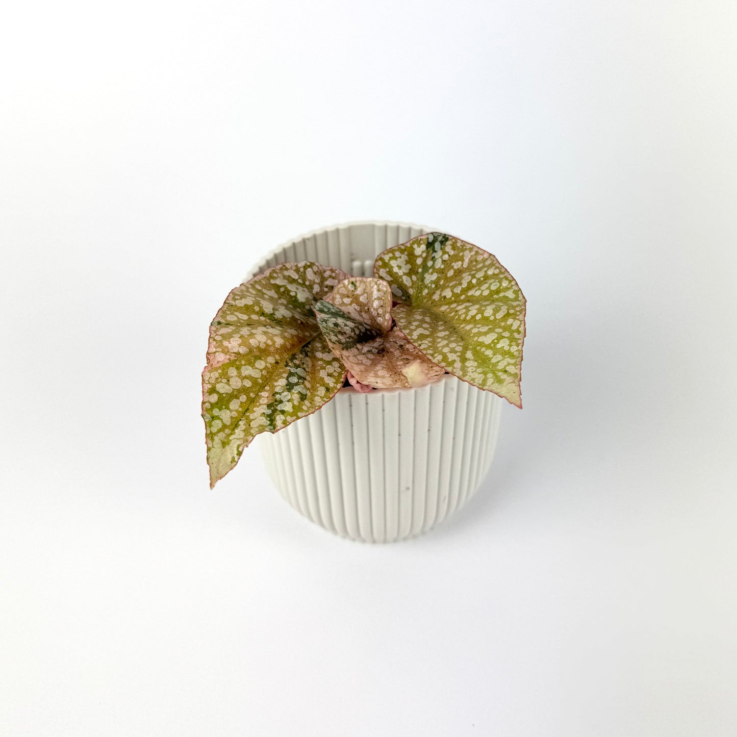 Begonia Snowcap Variegated 7cm Houseplant