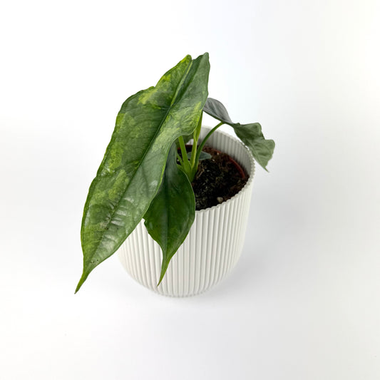 Alocasia Dragon Breath Variegated12cm Houseplant