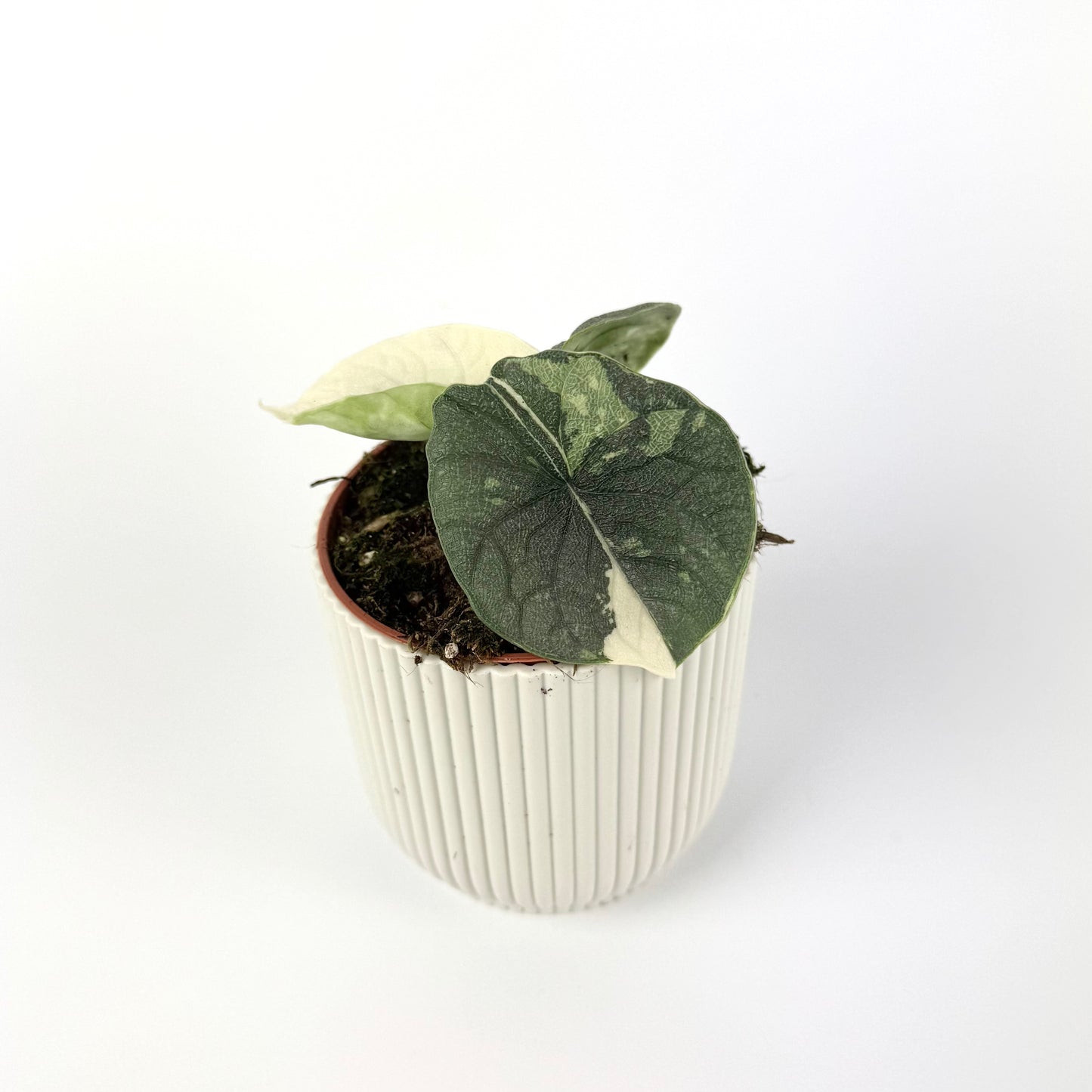 Alocasia Melo Variegated 7cm Houseplant