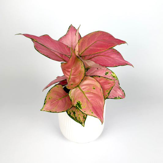 Aglaonema Geely Red 12cm Pot Size Houseplant