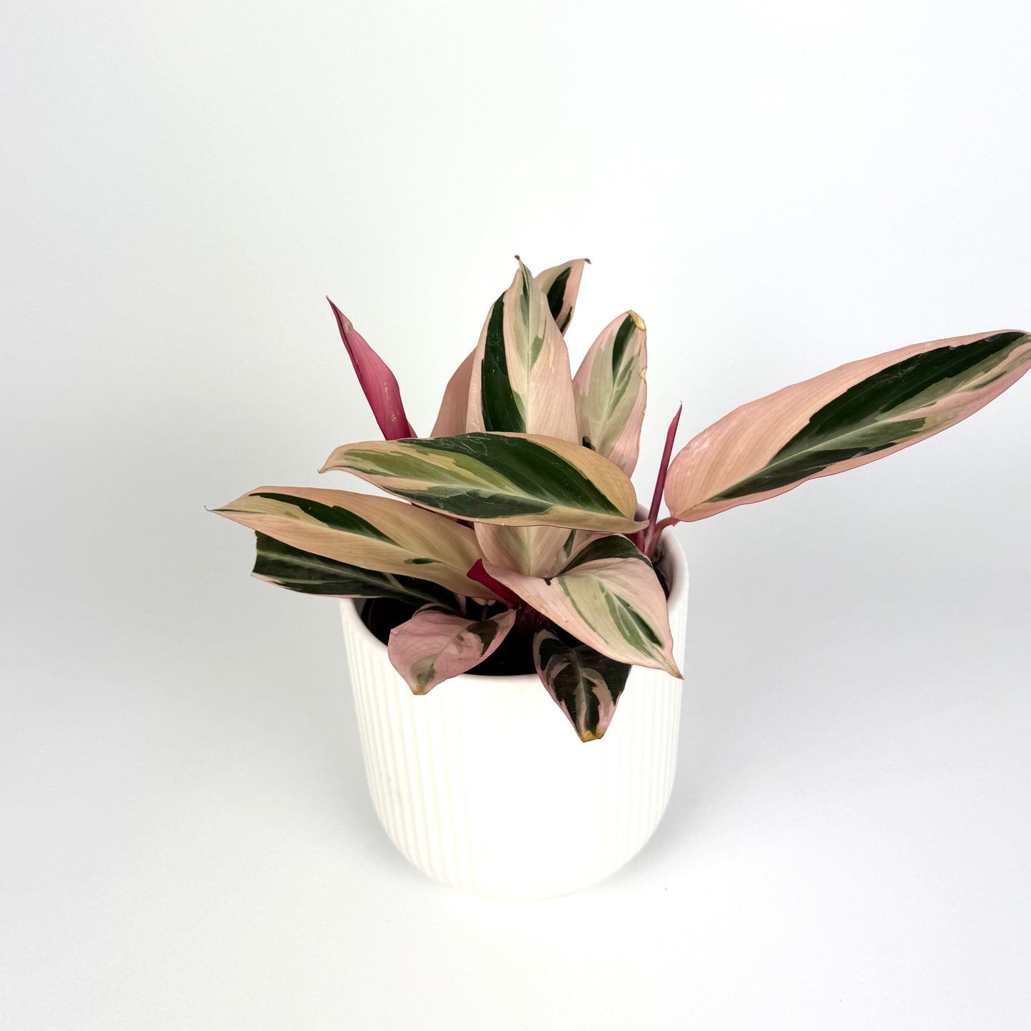 Calathea Triostar Indoor 12cm Pot Size Houseplant