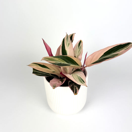 Calathea Triostar Indoor 12cm Pot Size Houseplant