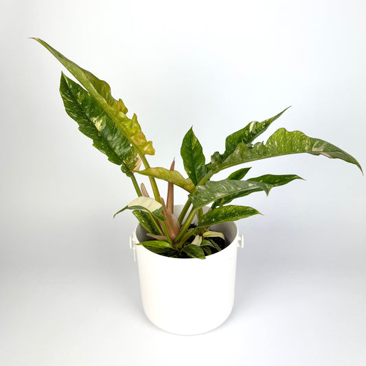 Philodendron Ring Of Fire 14cm Pot Size Houseplant