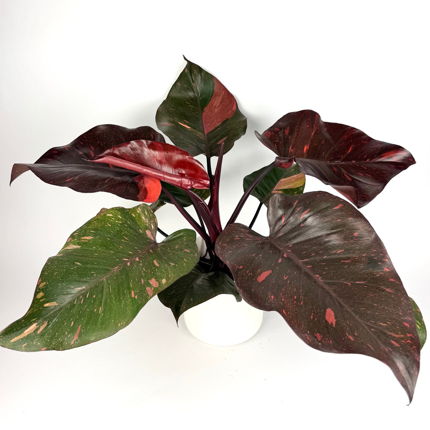 Philodendron Orange Princess 17cm Pot Size Houseplant