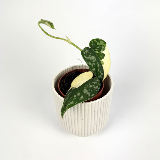 Scindapsus Mayari Variegated 7cm Pot Size Houseplant