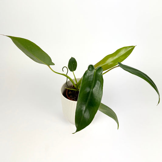 Philodendron Spiritus Sancti 9cm Pot size Houseplant